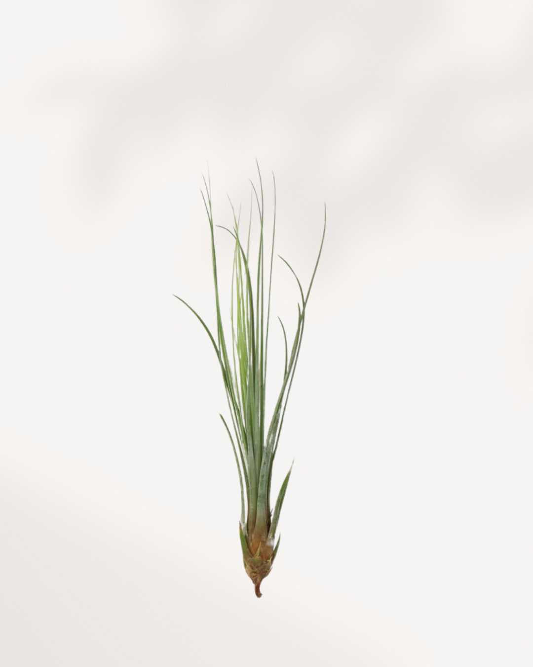 Tillandsia Juncea air plant with tall slender needle-like leaves
