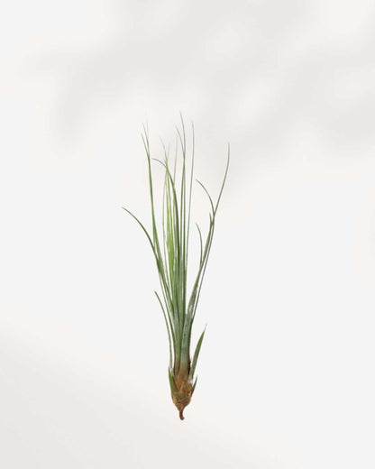 Tillandsia Juncea air plant with tall slender needle-like leaves