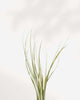 Close-up of Tillandsia Juncea's grass-like leaf texture