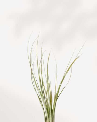 Close-up of Tillandsia Juncea's grass-like leaf texture