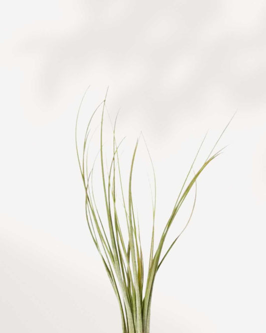 Tillandsia Juncea air plant with tall slender needle-like leaves