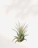 Tillandsia Pruinosa air plant with soft fuzzy silvery leaves