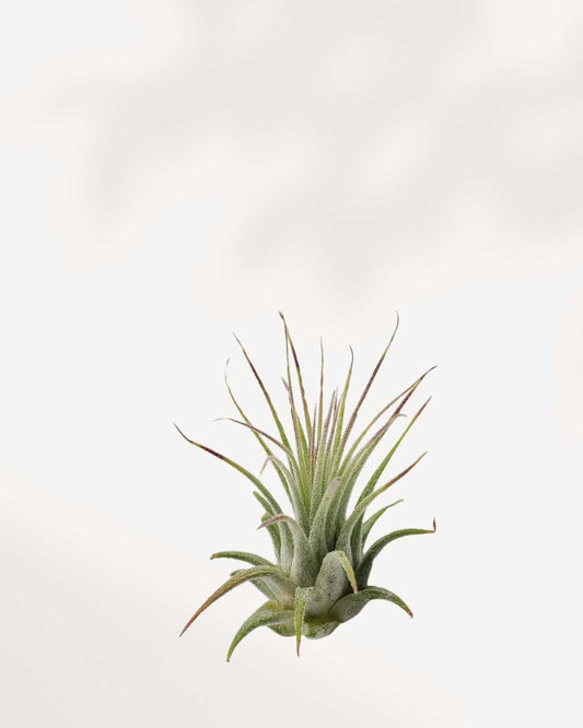 Tillandsia Pruinosa air plant with soft fuzzy silvery leaves