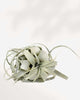 Tillandsia Xerographica in a 4 inch display, King of Air Plants