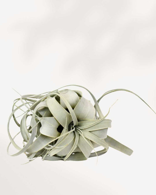 Tillandsia Xerographica in a 4 inch display, King of Air Plants
