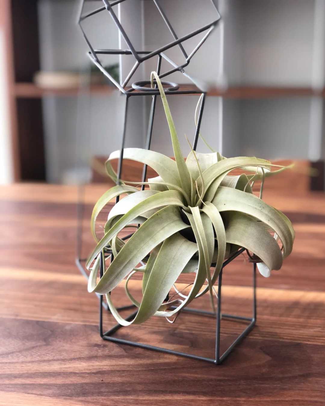 Tillandsia Xerographica displayed in a decorative arrangement