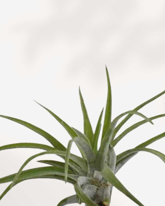 Tillandsia Brach Abdita air plant with rosette-shaped leaves