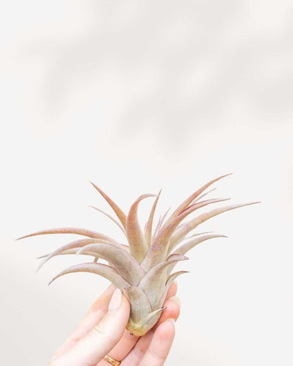 Tillandsia Brach Abdita held in hand to show size