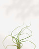 Close-up of Tillandsia Bulbosa's bulbous base and curling leaves
