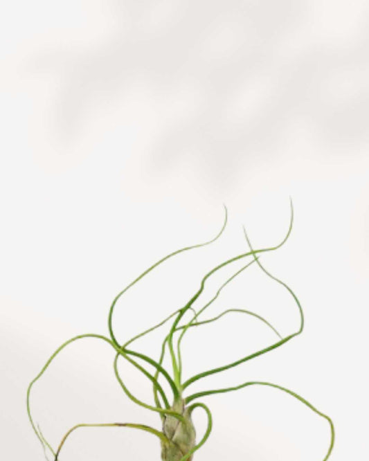 Tillandsia Bulbosa air plant with tentacle-like curling leaves