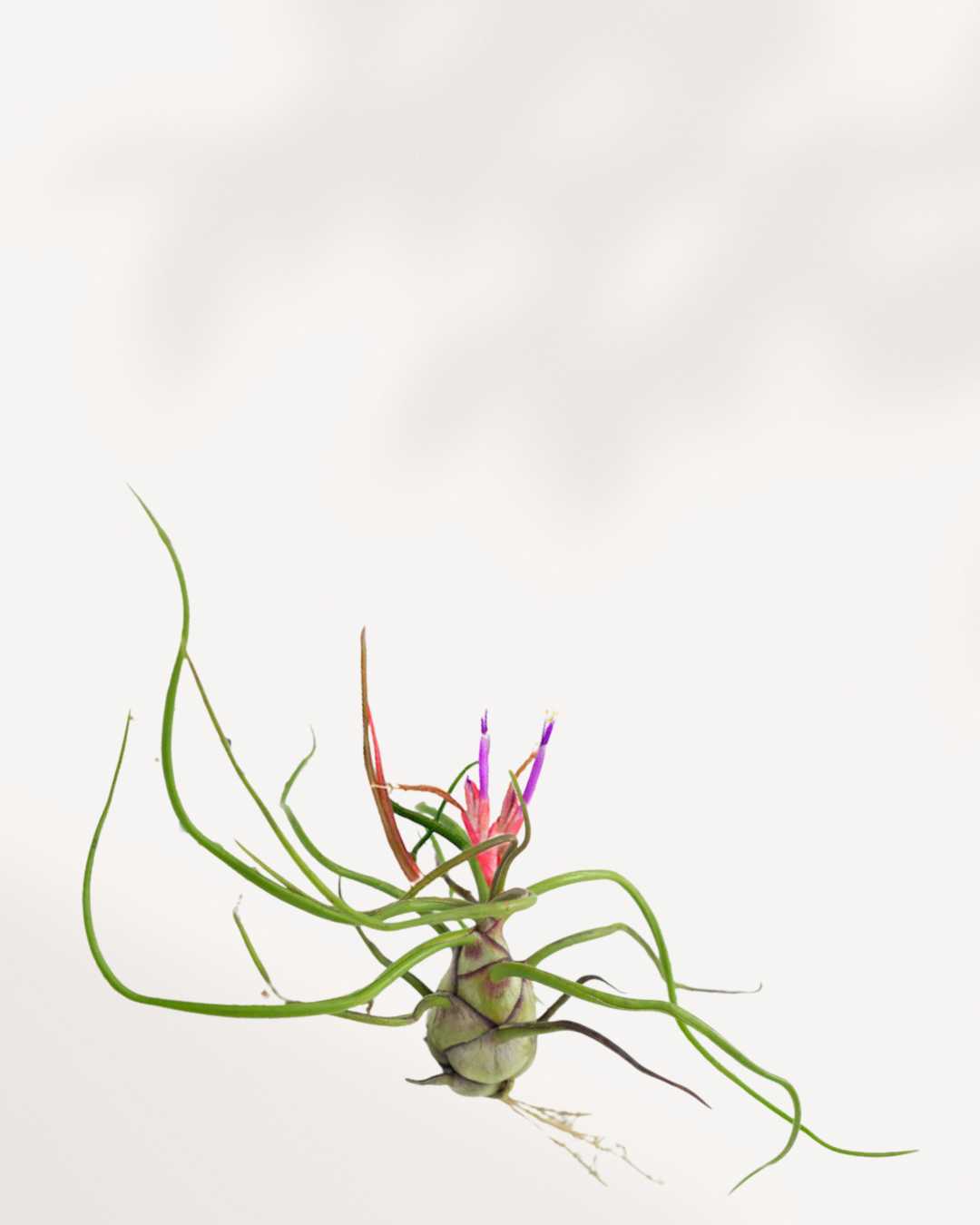 Tillandsia Bulbosa in bloom with tubular flower