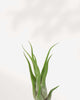Close-up of Tillandsia Caput Medusae's curved leaves