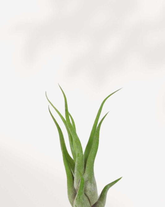 Tillandsia Caput Medusae with curling silvery-green tentacle-like leaves