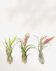 Tillandsia Caput Medusae in bloom with colorful flower spike