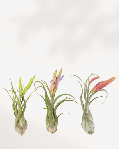 Tillandsia Caput Medusae in bloom with colorful flower spike