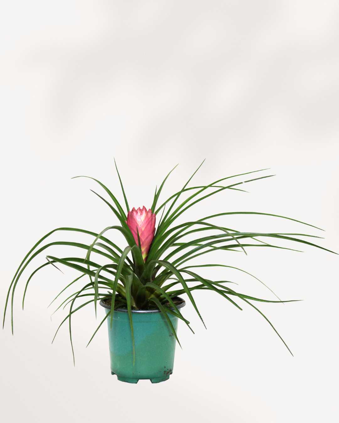 Tillandsia Cyanea 5" Pot - Medium