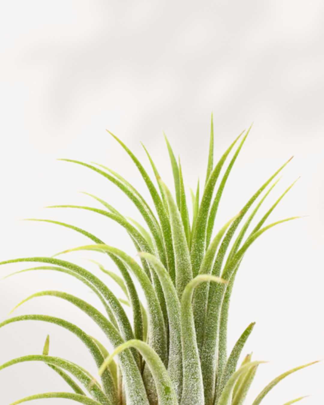 Close-up of Tillandsia Ionantha's leaf texture