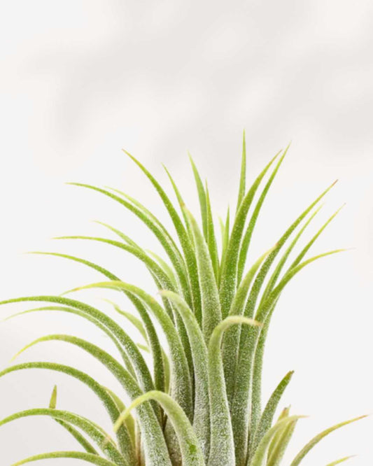 Tillandsia Ionantha air plant with compact silvery-green leaves