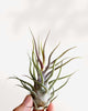 Close-up of Tillandsia Pruinosa's fuzzy textured leaves