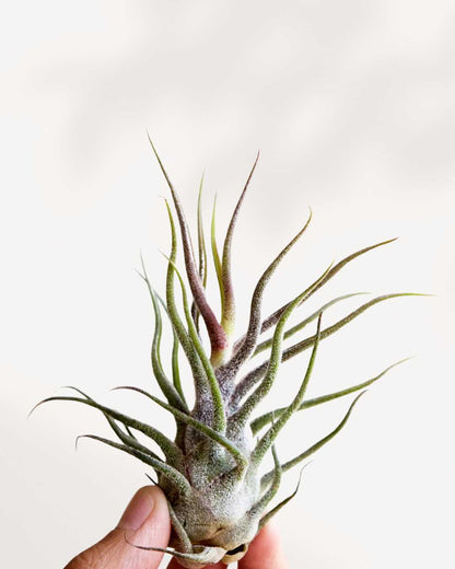 Close-up of Tillandsia Pruinosa's fuzzy textured leaves