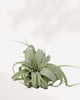 Tillandsia Xerographica 6 inch size showing silvery curled leaves