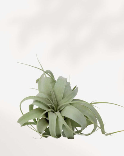 Tillandsia Xerographica 6 inch size showing silvery curled leaves