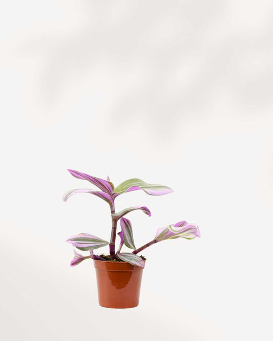 Tradescantia Bubblegum 2.5" Pot - XSmall (expect minor blemishes)