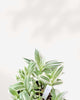 Tradescantia Fluminensis