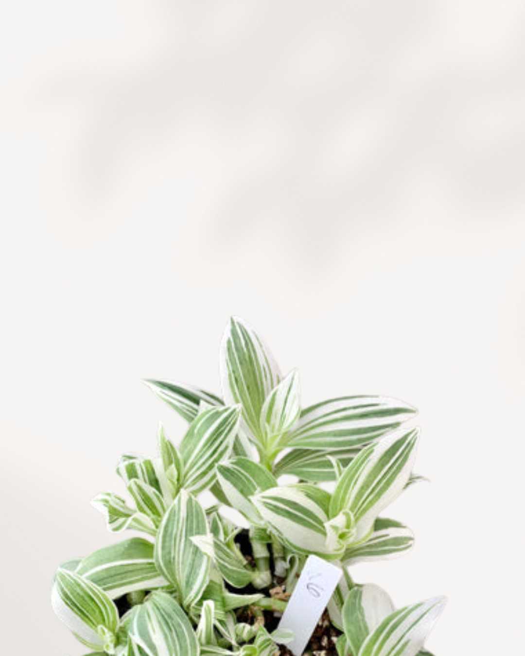 Tradescantia Fluminensis