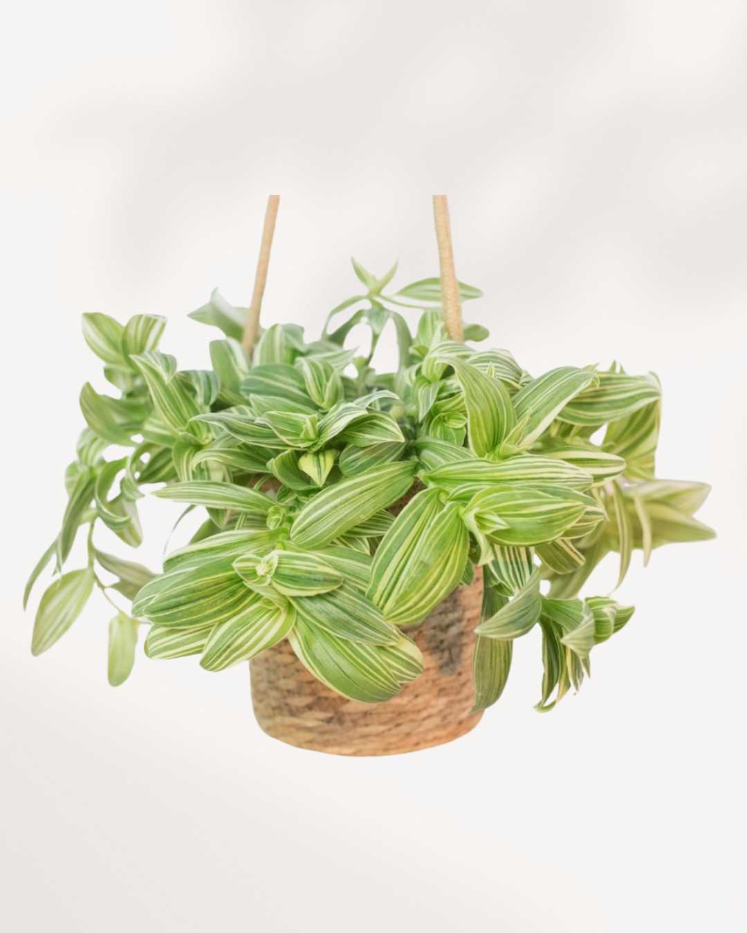 Tradescantia Fluminensis