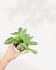 Tradescantia Fluminensis