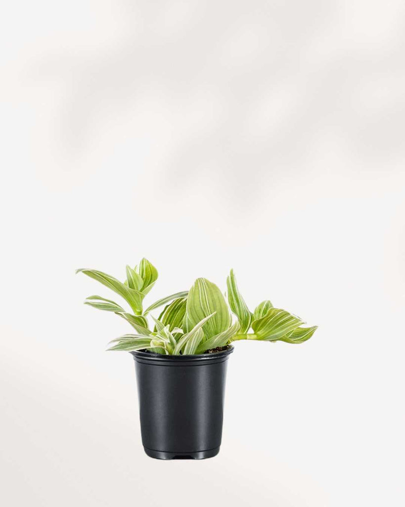 Tradescantia Fluminensis 3.5" Pot - Small