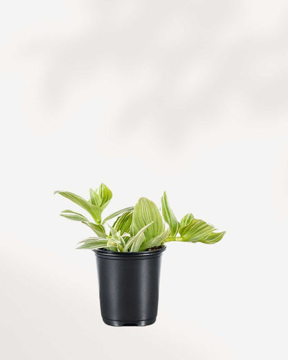 Tradescantia Fluminensis 3.5" Pot - Small