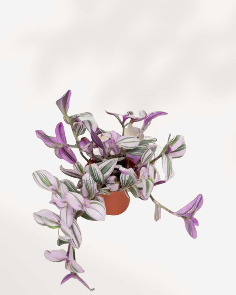 Tradescantia Nanouk - Tradescantia albiflora 2.5" Pot - XSmall
