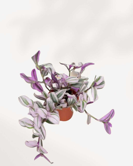 Tradescantia Nanouk - Tradescantia albiflora 2.5" Pot - XSmall