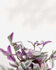 Tradescantia Nanouk - Tradescantia albiflora