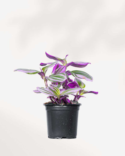 Tradescantia Nanouk - Tradescantia albiflora 3.5" Pot - Small