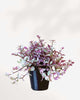 Tradescantia Pink Panther 3.5" Pot - Small