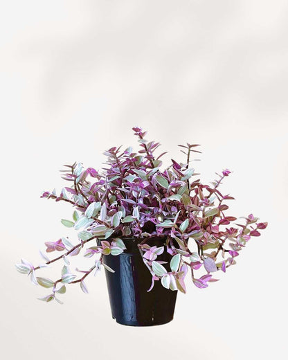 Tradescantia Pink Panther 3.5" Pot - Small