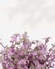 Tradescantia Pink Panther