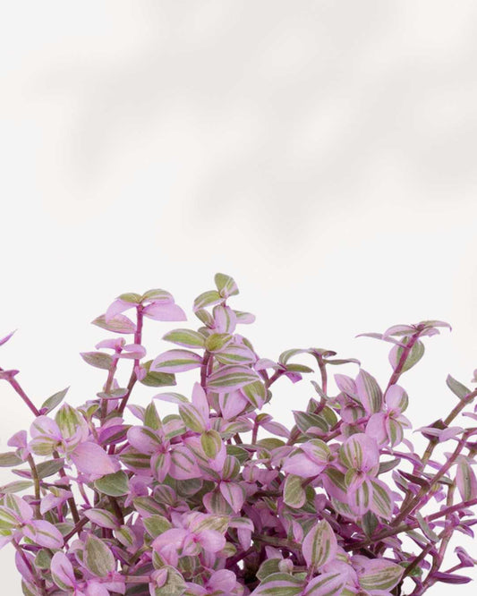 Tradescantia Pink Panther 3.5" Pot - Small