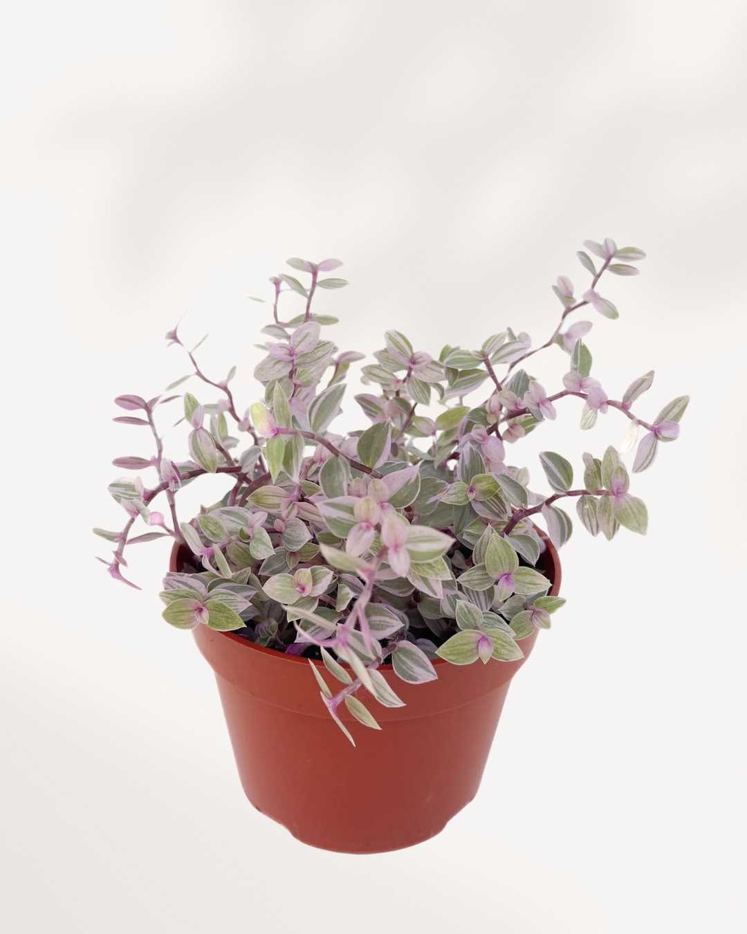 Tradescantia Pink Panther