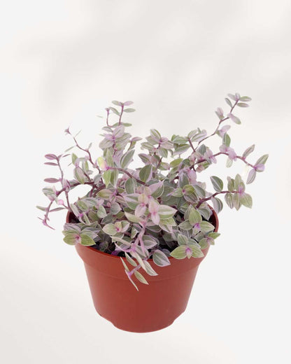 Tradescantia Pink Panther