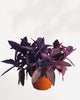 Tradescantia Purple Heart 6 inch pot, full plant view
