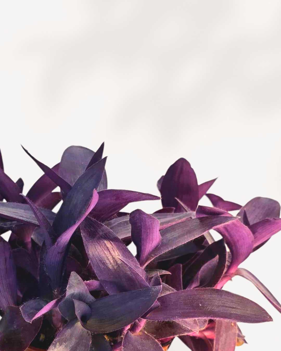 Close-up of Tradescantia Purple Heart's rich purple sword-shaped leaves