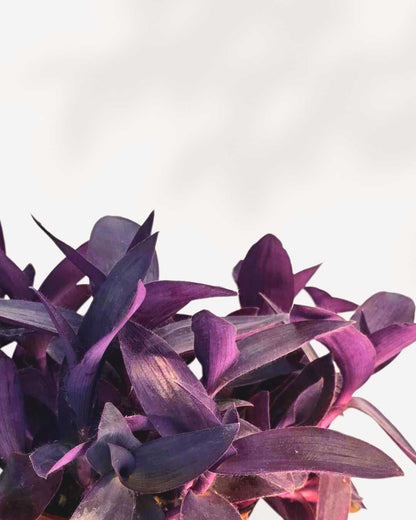 Close-up of Tradescantia Purple Heart's rich purple sword-shaped leaves