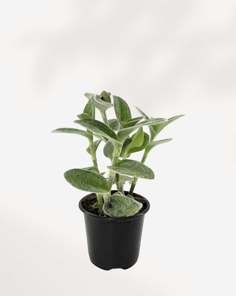 Tradescantia Sillamontana White Velvet | Buy Online