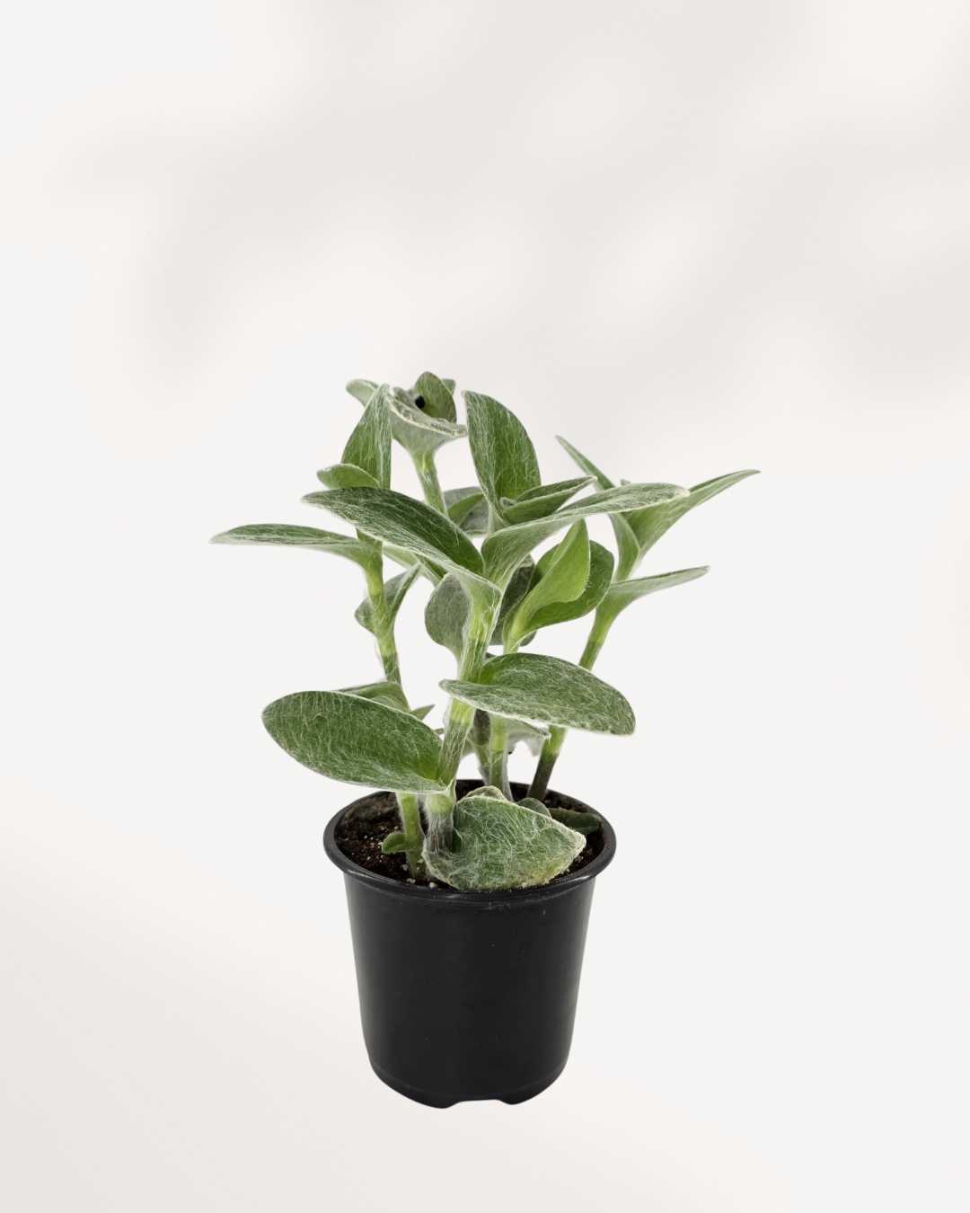 Tradescantia Sillamontana White Velvet | Buy Online