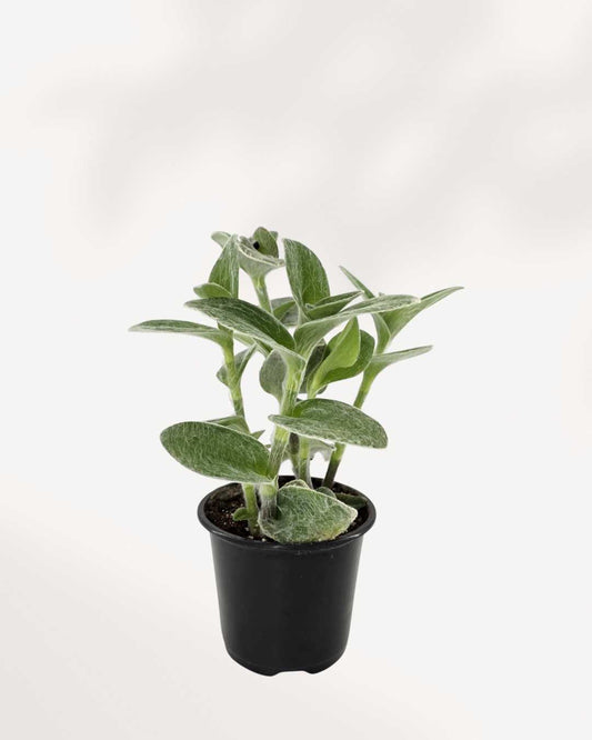 Tradescantia Sillamontana White Velvet | Buy Online