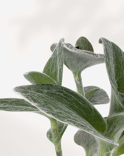 Tradescantia Sillamontana White Velvet | Buy Online